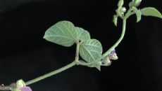 Phaseolus vulgaris y sus numerosas variedades se cultivan en todo el mundo para el consumo, tanto en vainas verdes o como semillas frescas o secas. Es objeto de estudio para conocer su respuesta a la limitación de agua. (Foto: Conabio.)
