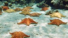 Durante el evento de La Gran Mortandad (la extinción del Pérmico/Triásico) desaparecieron cuatro órdenes de crinoideos, actualmente solo queda una orden que apareció en el Ordovícico —un periodo que duró 40 millones de años dentro del Paleozoico—, estos son los erizos, pepinos y estrellas de mar a los que se considera el grupo viviente más antiguo. (Foto: tomada de blog.cancun-online.com.)