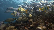 Diversidad de peces asociados a un arrecife coralino en Puerto Morelos.