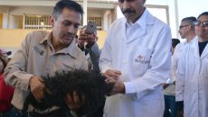 Vacunación antirrábica