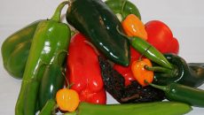 Los chiles son un ingrediente esencial de la comida tradicional mexicana, y sus extractos pueden ser utilizados para inhibir la actividad de algunas bacterias causantes de enfermedades. (Foto: tomada de tierrafertil.com.mx.)