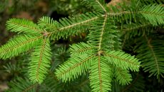 La Profepa realiza revisiones a las especies de árboles para Navidad que se importan de Estados Unidos y Canadá con el fin de que no porten plagas originarias de esos países que pudieran convertirse en un problema social, económico y medioambiental en las áreas forestales de México en donde no hay depredadores naturales para esos animales. En la imagen, la especie Abies grandis. (Foto: tomada de www.nwplants.com.)
