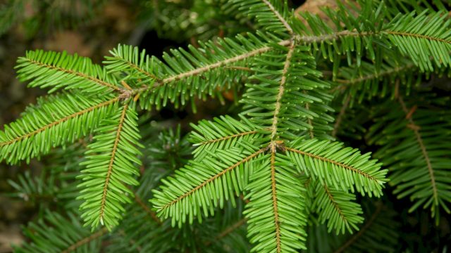 La Profepa realiza revisiones a las especies de árboles para Navidad que se importan de Estados Unidos y Canadá con el fin de que no porten plagas originarias de esos países que pudieran convertirse en un problema social, económico y medioambiental en las áreas forestales de México en donde no hay depredadores naturales para esos animales. En la imagen, la especie Abies grandis. (Foto: tomada de www.nwplants.com.)
