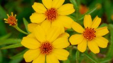 En la imagen: Planta pericón (Tagetes lucida Cav), que formó parte junto con la de cempasúchitl (Tagetes erecta L), de un estudio encabezado por la investigadora María Eva González Trujano, del Instituto Nacional de Psiquiatría "Ramón de la Fuente", para corroborar su efecto como ansiolítico y sedante-hipnótico. (Foto: tomada de c2.staticflickr.com.)