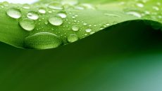 Las plantas cuentan con un sistema hidráulico vital para su supervivencia, el biólogo Guillermo Angeles Alvarez, del Instituto de Ecología, dedica parte de su investigación a estudiar esta arquitectura para identificar las especies que podrán adaptarse a los cambios climáticos o diseñar estrategias para disminuir la propagación de las plantas parásitas (Foto: Shutterstock.)
