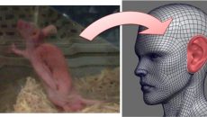 Ratón implantado con pabellón auricular, una impresión lograda con remanentes de tejido y con cirugías realizadas con técnicas modificadas se pudo hacer crecer un pabellón auricular en el dorso de estos animales. Este cartílago auricular ha sido creado por un grupo de investigadores encabezado por la doctora María Cristina Velasquillo, del INR, para atender a pacientes con microtia (Foto: cortesía Dra. Ma. Cristina Velasquillo.)