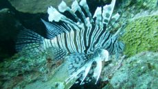 La llegada del pez león (Pterois volitans) a México en el año 2009 es uno de los factores que provocaron un cambio en el estado de salud del ecosistema arrecifal de la costa sur de Quintana Roo (Foto: Dra. Susel Castellanos.)