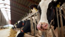 México es un país ganadero, cuenta con alrededor de 34 millones de cabezas de ganado bovino y es exportador importante de piel y carne, por la que se vuelve relevante dar a conocer a nivel internacional que la ganadería bovina mexicana es naturalmente baja en emisiones y tiene amplias oportunidades de reducir, en el corto plazo, su impacto negativo en el medioambiente, destaca Octavio Castelán, investigador de la Universidad Autónoma del Estado de México. (Foto: Shutterstock.)