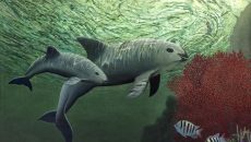 Tímida, pequeña y evasiva, la vaquita marina es una marsopa endémica de México, cuyo nombre científico es Phocoena sinus. Esta especie que llega a medir 1.5 metros y pesar 48 kilos, está en peligro de extinción y para hacer conciencia de su valor en la vida del planeta se realizará mañana sábado una procesión que saldrá del Museo Rufino Tamayo de la Ciudad de México a las 10:00 horas (Imagen: Pintura acrílica del artista William Sheperd.)