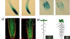 Efecto de los ciclodipéptidos producidos por la bacteria de P. aeruginosa sobre la arquitectura radicular de la planta modelo de A. thaliana. A) Inducción de marcador auxínico. B-C) Expresión de células radiculares en división celular. D) Modelo del efecto de los ciclodipéptidos bacterianos en la planta de A. thaliana. Adaptado de Ortiz-Castro et al., 2011.