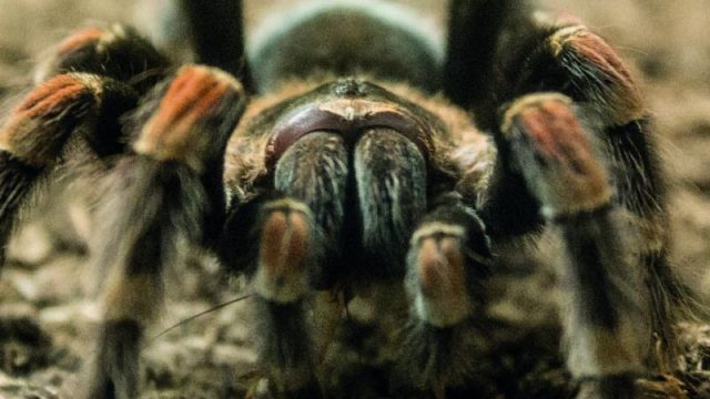 Tarantula