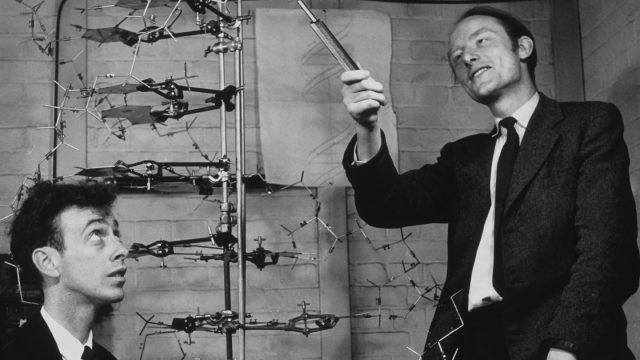 James Watson y Francis Crick junto a uno de sus modelos de la molécula del ADN en los Laboratorios de Cavendish de la Universidad de Cambridge en 1953. (Foto: tomada de  http://esmateria.com.)