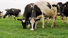 Las garrapatas son uno de los principales vectores transmisores de enfermedades a nivel mundial, en México la babesiosis bovina suele ser confundida con otras y ante la falta de métodos de diagnóstico confiables y debido a que los tratamientos para esta enfermedad implican pérdidas para los ganaderos, un grupo de investigación UAQ se ha enfocado en crear nuevas vacunas para hacer más eficiente su control. (Foto: Shutterstock.)