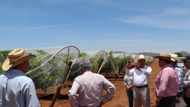 Viticultores