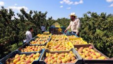 Frutas
