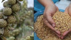 El doctor Luis Ricardo Hernández y su equipo de investigadores de la UDLAP probaron aceites esenciales de cuatro plantas en el trigo y en la harina de trigo para mejorar su almacenamiento y evitar la acumulación de hongos. La salvia de bolita fue la que mostró mayor actividad protectora, tanto in vitro como en trigo cosechado.(Fotos: izquierda, tomada de www.naturalista.com / derecha, cortesía Dra. Zaida Nelly Juárez.)