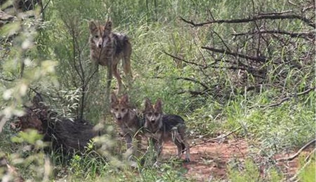 Lobos