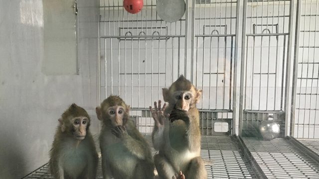 En la imagen, Zhong Zhong y Hua Hua (izquierda y centro) acompañados por otro primate de mayor edad. (Foto: cortesía de Qiang Sun, director de la Unidad de Investigación de primates no humanos (SuZhou) del Instituto de Neurociencias de la Academia de Ciencias de China.)