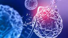 Los virus han estado en contacto permanente con todos los organismos durante la evolución. Cuando se determinó la secuencia del genoma humano en 2001, se encontró de manera sorprendente que 8% del genoma está formado por retrovirus endógenos, una especie de virus fosilizado, que han tenido un papel importante en la evolución humana. (Foto: Shutterstock.)
