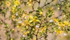En la imagen: Planta Larrea tridentata, conocida comúnmente como gobernadora, contiene compuestos con actividad antituberculosa similares al etambutol, sustancia utilizada para el tratamiento de esta enfermedad altamente contagiosa. (Foto: tomada de: https://www.naturalista.mx.)