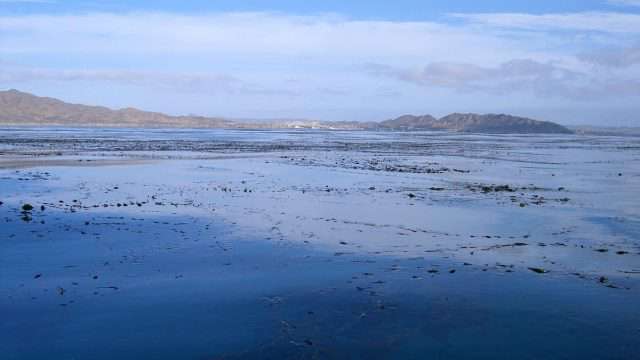 El alga café Macrocystis pyrifera puede formar praderas submarinas que representan ecosistemas con una alta producción biológica. (Foto: Juan José Ramírez.)