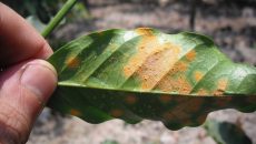 Distribución global de la roya del café en 1952. El mapa también refleja la distribución global de la producción del café Arábiga y Robusta, los países a la izquierda de la línea producían el primero mientras que la mayoría de los países a la derecha producían el segundo. Imagen: Cortesía del investigador.