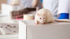 Los roedores pueden ser un buen modelo de estudio del síndrome metabólico ya que sus síntomas y padecimientos son similares a los que presentan humanos. (Imagen: Shutterstock)